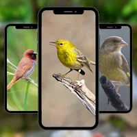 Bird Cute Wallpaper