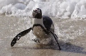 Penguin Wallpapers Screenshot 3