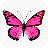 Butterfly Images