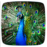 Peacock Sounds