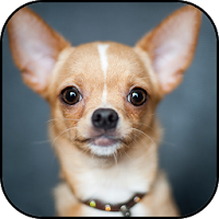 Chihuahuas wallpapers