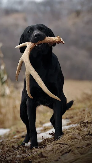 Labrador Retriever Screenshot 1
