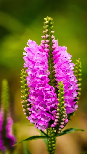 Obedient Plant Wallpaper Screenshot 1