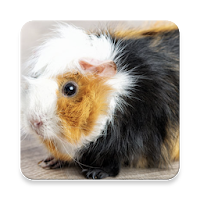 Guinea Pig Sound Collections ~ Sclip.app