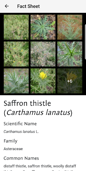 Weeds of Australian Cotton Screenshot 3