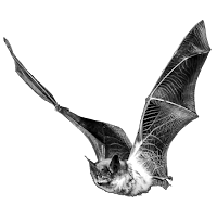 Pipistrelle