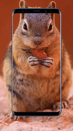 Chipmunk Wallpapers Screenshot 0