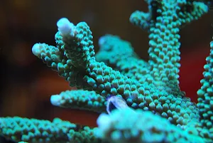 Corals wallpapers Screenshot 1