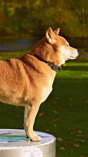 Shiba Inu Wallpaper Screenshot 3