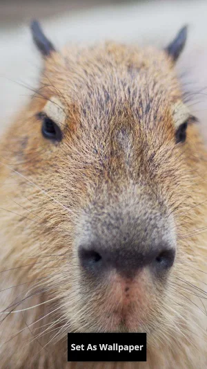 Capybara wallpaper Screenshot 2