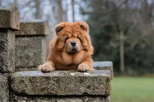 Chow Chow Wallpapers Screenshot 3