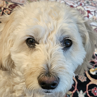 Paw Pal