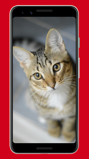 Cats Wallpapers & Background Screenshot 3
