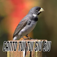 Canto Tui Tui Siu Siu