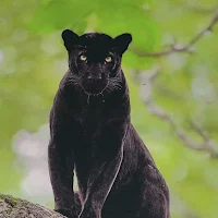 Black Panther Wallpaper HD