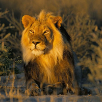 Trendy  Lion King Wallpaper HD