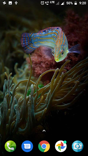 Coral Reef Hd Wallpaper Screenshot 3