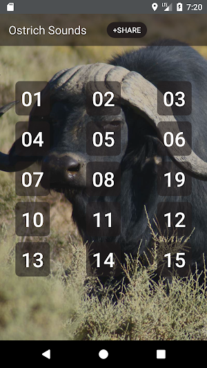Buffalo & Bison Sounds Screenshot 0