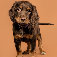 Springer Spaniel Dog Wallpaper