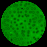 Microscope Virtual Cells Demo