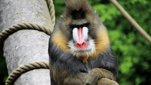 Baboon Sounds Screenshot 2