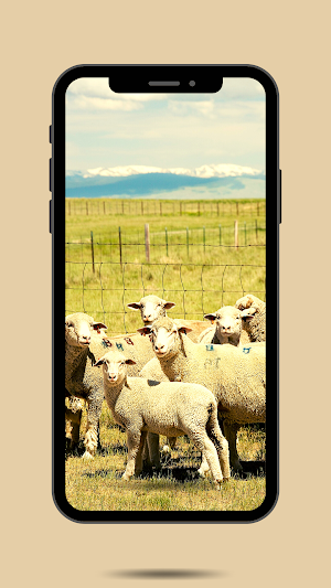 Sheep Ringtone Screenshot 0