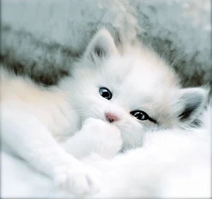 Cute kittens Screenshot 3