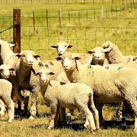 Sheep Ringtone