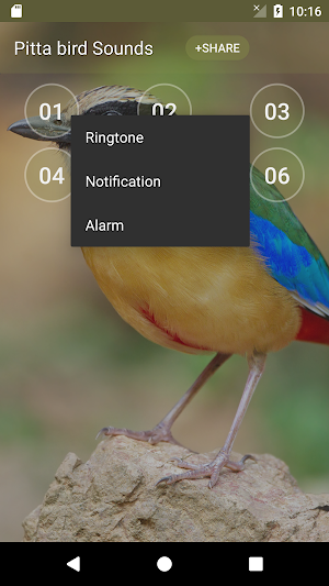 Pitta bird soundboard Screenshot 1