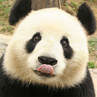 Panda Sounds