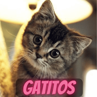 gatitos