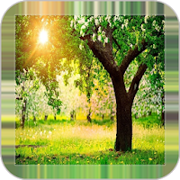 Trees Wallpapers Background