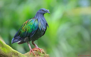 Nicobar Pigeon Wallpaper HD Screenshot 0