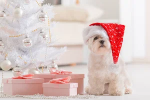 Maltese Dog wallpapers Screenshot 2