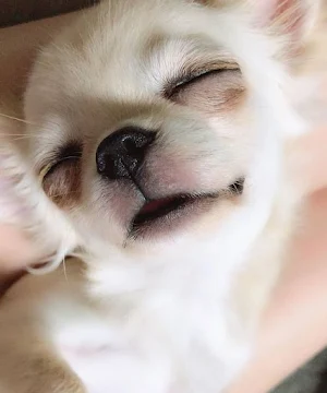 Chihuahua Dog Wallpapers Screenshot 3