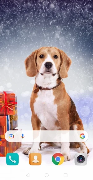 Dog cute wallpaper Screenshot 1
