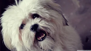 Maltese Dog wallpapers Screenshot 1
