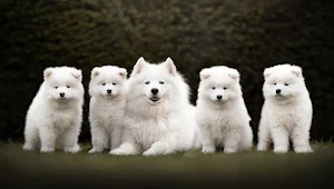 Samoyed Dog Wallpapers Screenshot 0