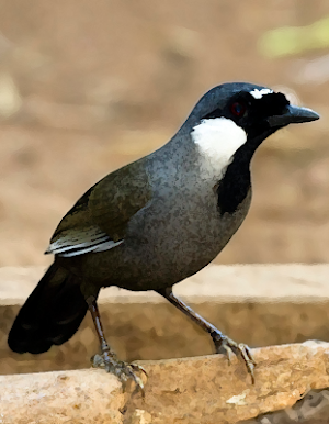 Black-throated laughingthrush sounds ~ Sboard.pro Screenshot 0