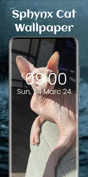 Sphynx Cat Wallpaper Screenshot 1