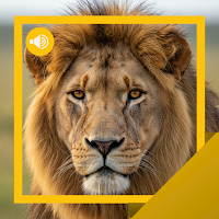 Lion Sounds & Story