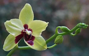Tropical orchids wallpapers Screenshot 0
