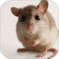 Tikus WalL