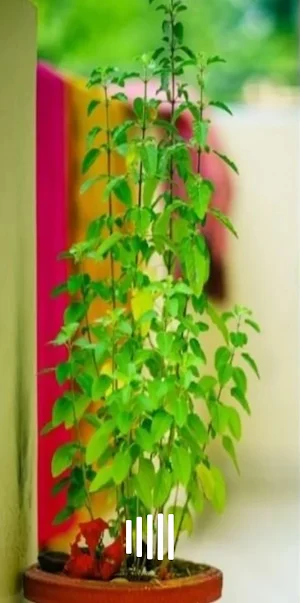 Tulsi Ashtakam Shatanamavali Screenshot 0