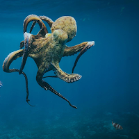 Octopuses Basic Infos