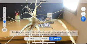 Brainapse Screenshot 3