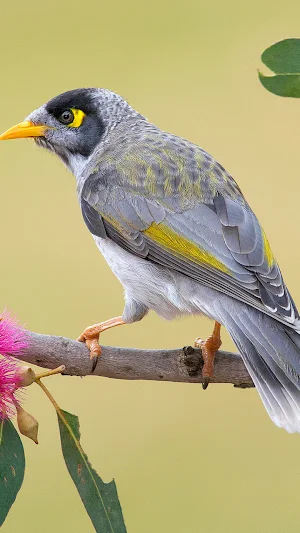 Birds Wallpaper in 4K Screenshot 2
