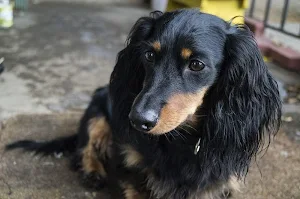 Dachshund wallpapers Screenshot 3