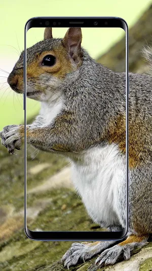 Squirrel Wallpapers Screenshot 1
