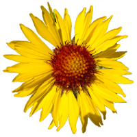Flora of Yellowstone